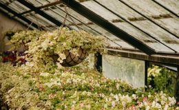 天台花園的設計與應用：一項分析